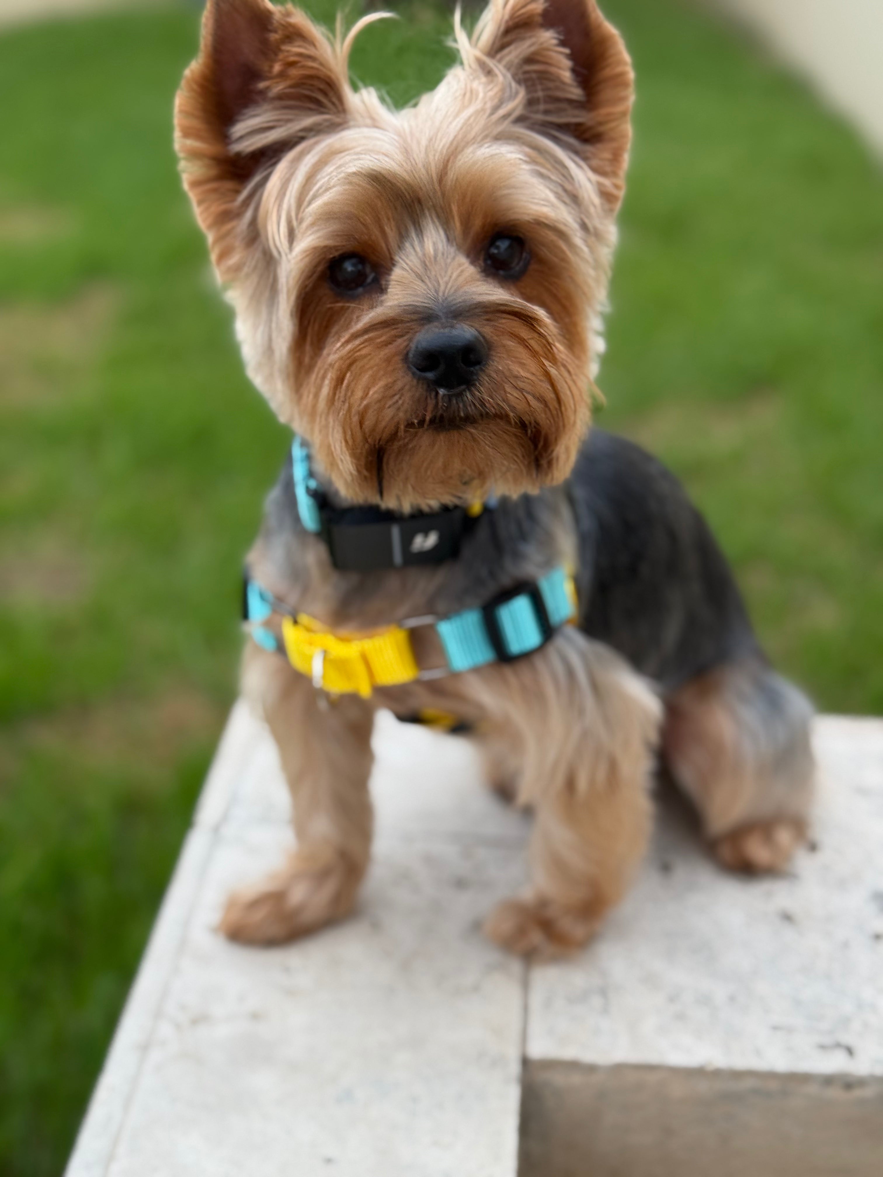 Easy-walk Harness
